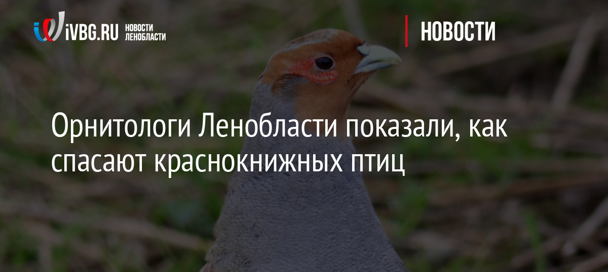 Орнитологи Ленобласти показали, как спасают краснокнижных птиц