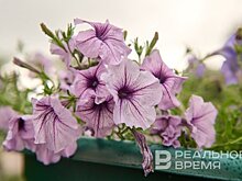 Впервые в столице Татарстана вырастили рекордное количество рассады