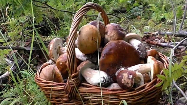 Опасный грибной сезон: как выжить в лесу и не отравиться дома