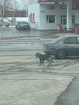 Собака с оторванной челюстью "спряталась" от волонтеров в кузбасском городе