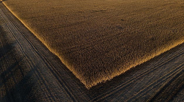 Китайская компания начнет выращивать сою в Приморье