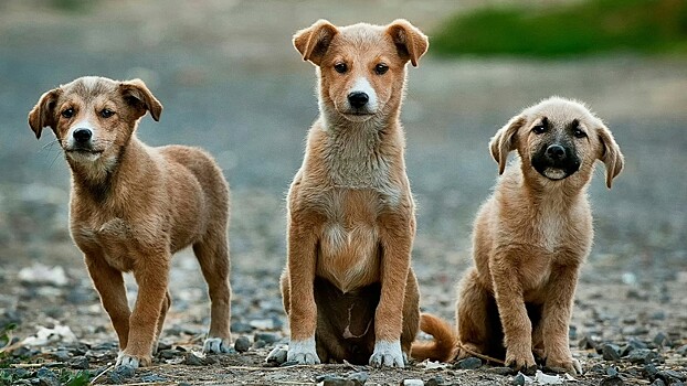 Зачем собаки обнюхивают друг друга при встрече