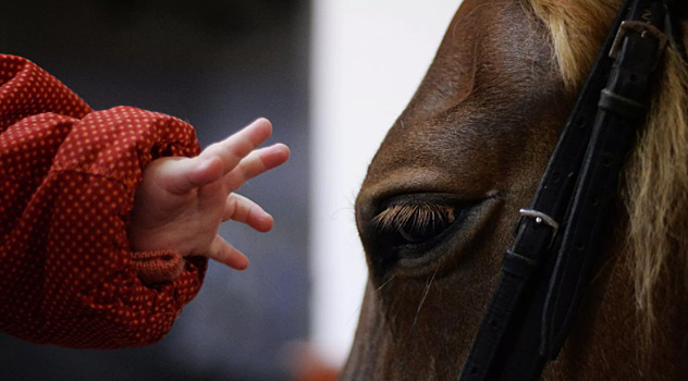 Правительству края предложат выкупить красноярский ипподром