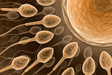 Ученые: качество спермы ежегодно падает