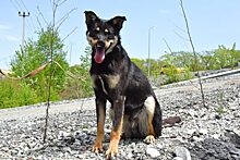 Во Владивостоке спасли собаку, у которой срезало половину морды
