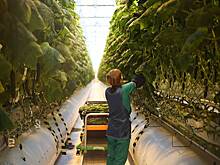 Российские фермеры стали выпускать меньше продукции