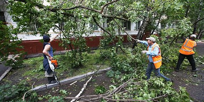 Поваленное ветром дерево оборвало линию электропередач на севере Москвы