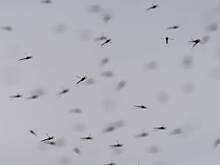 Shot: Тигровые комары, переносящие денге и чикунгунью, атакуют туристов на Гоа