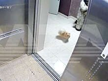 В Екатеринбурге девушка устроила дебош в многоэтажке из-за потерявшегося шпица