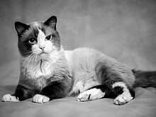 Живший при Ельцине кот из Книги рекордов России умер