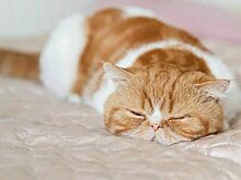 Во всем мире 14 марта проводится День сна