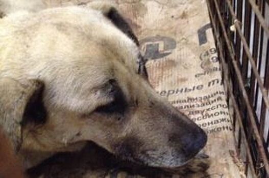 В Ярославле собирают деньги на лечение собаки, которая попала под поезд