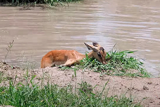 Антилопа сбежала от крокодила и попала в зубы леопарда