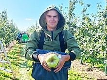 В Омской области вдвое выросло число студентов на уборке урожая сельхозкультур