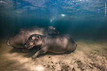 Российский фотограф Коростелев получил премию Wildlife Photographer of the Year