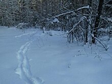 Зимние маршрутные учеты животных завершены в Нижегородской области