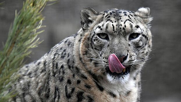 Стартовали съемки первого международного кинопроекта о снежном барсе