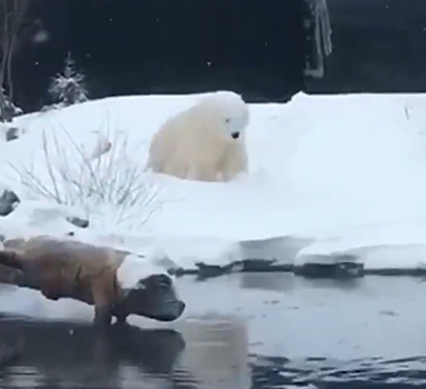 Белый медведь умилил Сеть играми в снегу. Видео