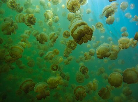 Где расположено озеро медуз и можно ли в нем плавать