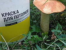 Мужчина нашел в лесу гигантский гриб