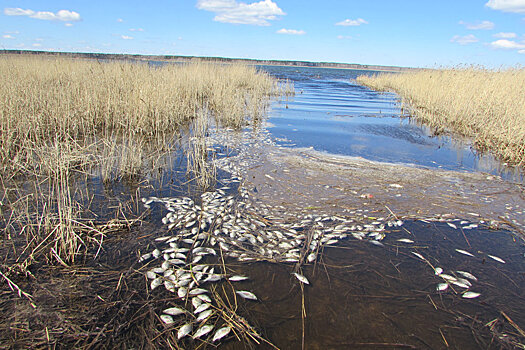 В Зауралье не смогли предотвратить гибель рыбы в озерах