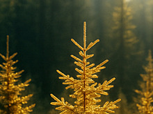 Выяснилось, какие деревья могут накапливать в себе золото