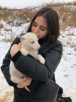 Регистрацию домашних животных в Саратове начнут с собак
