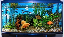 Ваш первый аквариум