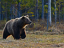Охоту на медведя-убийцу объявили под Новосибирском