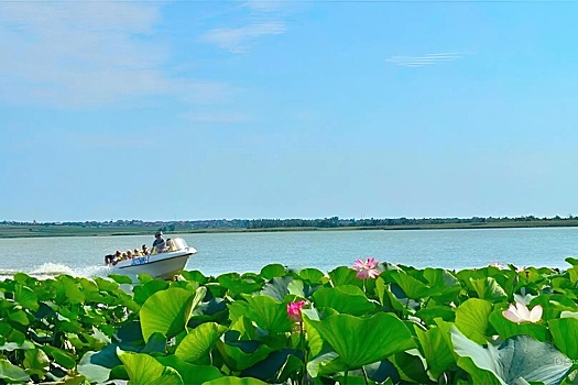 На Кубани туристы могут увидеть пик цветения лотосов