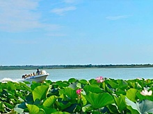 На Кубани туристы могут увидеть пик цветения лотосов