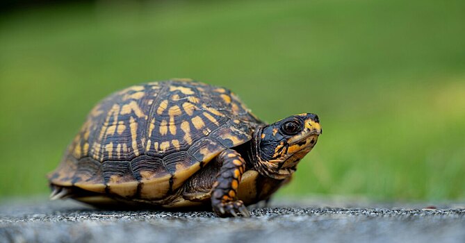 Аэропорт Сочи спасает брошенных туристами черепах