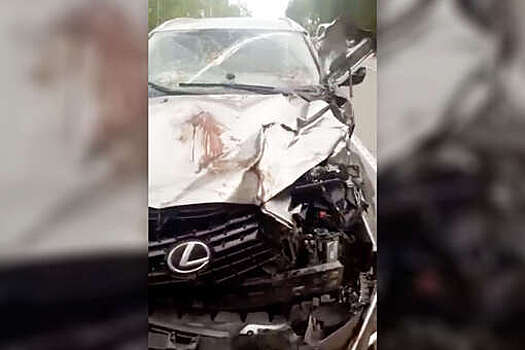 Сбитый на трассе медведь зубами порвал Lexus, пытаясь достать людей в машине