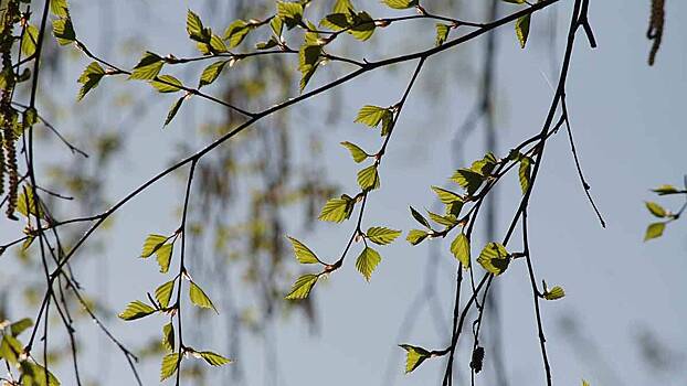 Вильфанд рассказал, когда в Подмосковье придет весенняя погода