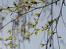 Вильфанд рассказал, когда в Подмосковье придет весенняя погода