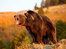 В Татарстане планируют открыть питомник для краснокнижных птиц