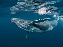 Горбатый кит у берегов Калифорнии проглотил двух туристок, момент попал на видео
