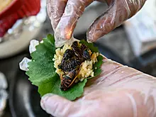 Мухи с котлетами: зачем человечество приучают есть суррогаты мяса и насекомых