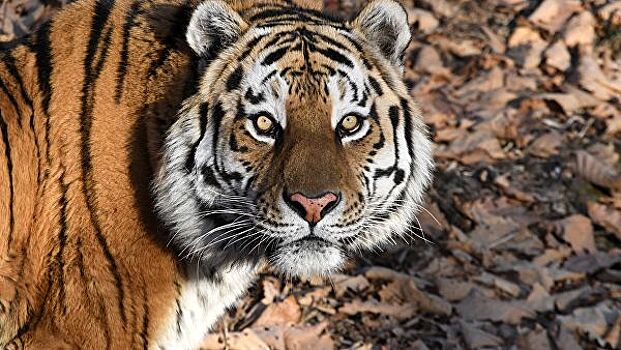 Ученые насчитали не менее 13 тигров, обитающих в ЕАО