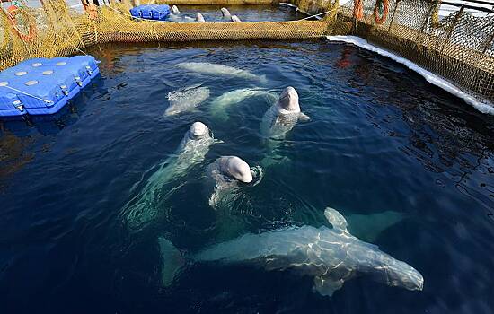 Владельцы "китовой тюрьмы" готовы выпустить животных
