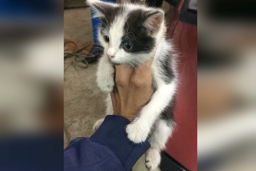 В Башкирии котенок проехал около 100 км под капотом легковушки