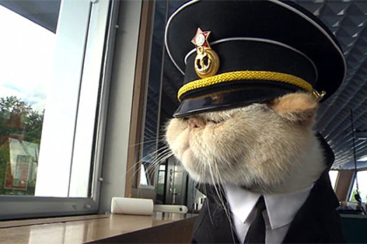 Коты круизного лайнера Москва — Петербург принарядились ради туристов