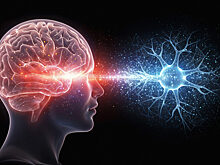 «Нейропластичность, обучение и память»: день 1-2