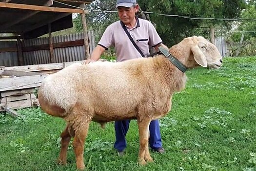 В Киргизии вывели новую породу мясо-сальных овец