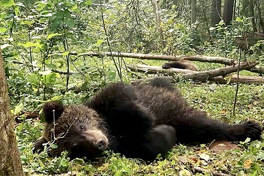 В Югре спасенных весной медвежат-сирот вернули в родные места