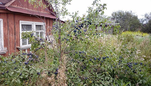 Начисления за полив: что нужно знать? Или как избежать переплат на огороде?