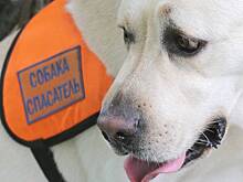 На Московском урбанистическом форуме покажут тренировки собак-спасателей