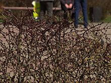 В Советске решили возродить статус «города цветов»