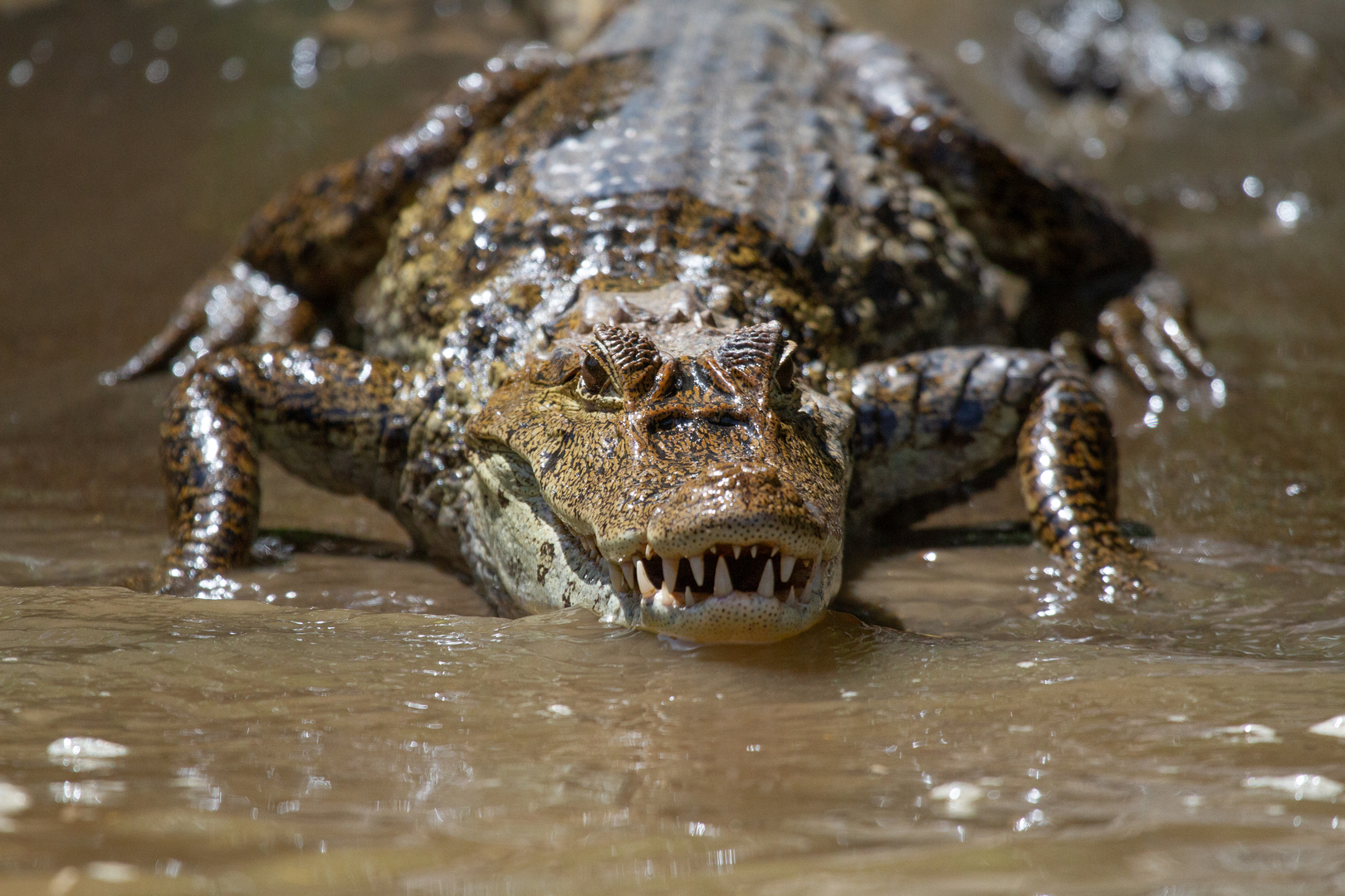 Живого крокодила задержали на границе России и Казахстана