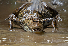 Крокодила по кличке Бакс задержали на границе России и Казахстана